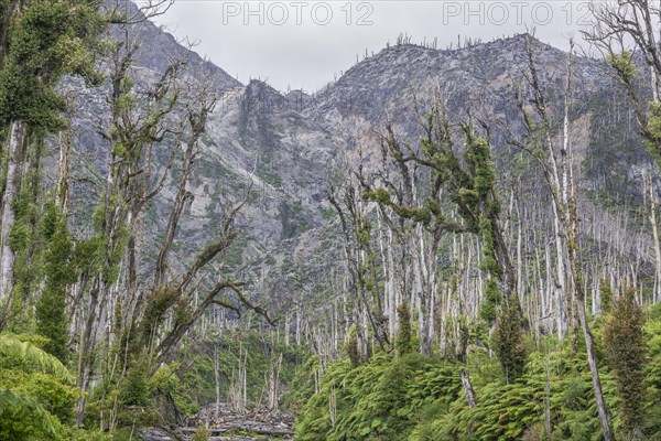 Destroyed forest by the outbreak of the Chaiten volcano