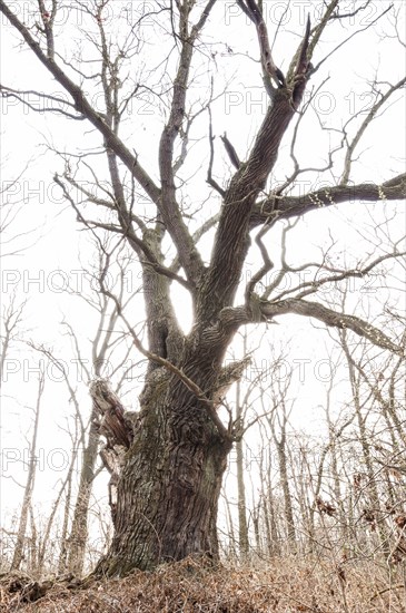 Old English oak (Quercus robur)