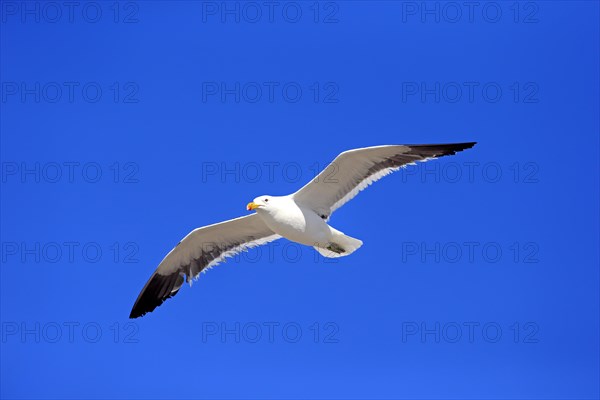 Kelp Gull (Larus dominicanus)