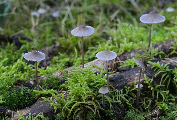 Coldfoot Bonnet (Mycena amicta)