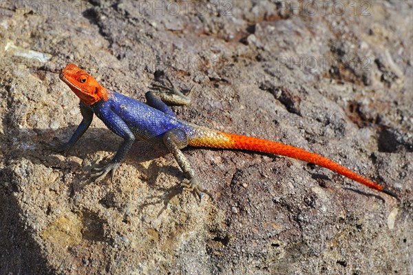 Namib rock agama (Agama planiceps)