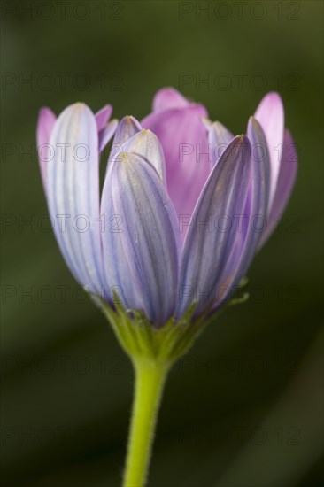 Cape marguerite (Osteospermum ecklonis)