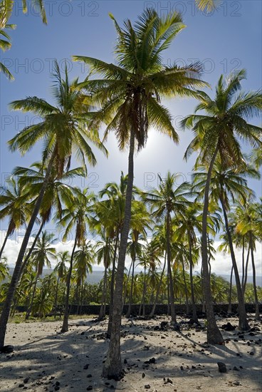 Palm grove