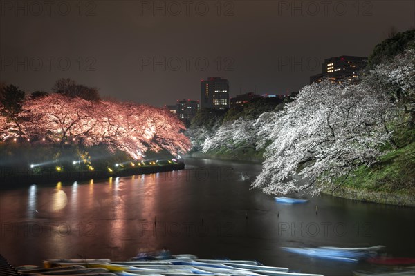 Canal with colored illuminated cherry trees on the shore at night