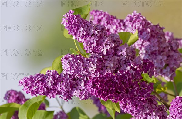 Common lilac (Syringa vulgaris) with light purple flowers