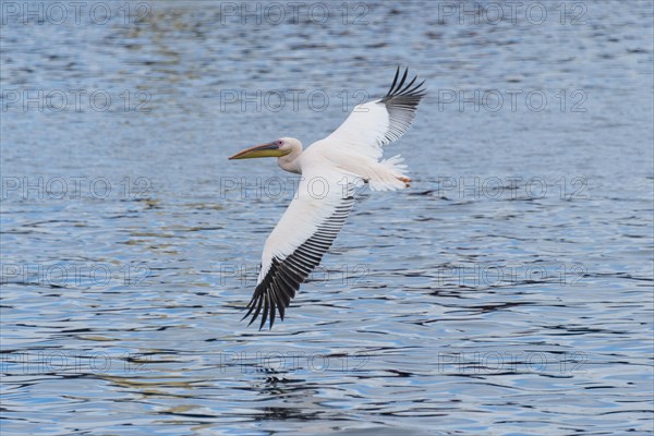 Great White Pelican (Pelecanus onocrotalus) in flight