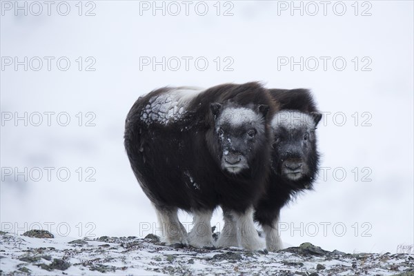 Two Muskoxen (Ovibos moschatus)