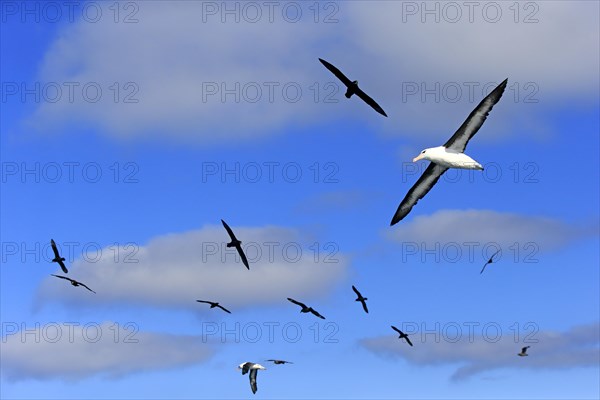 Black-browed albatrosses (Thalassarche melanophrys) and white chin petrels (Procellaria aequinoctialis)