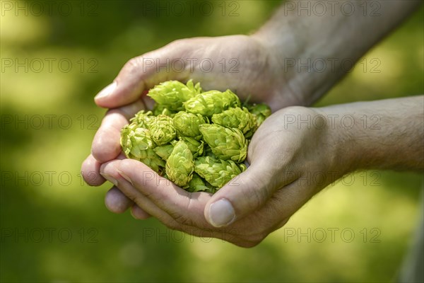 Hop umbels (Humulus lupulus) in hands