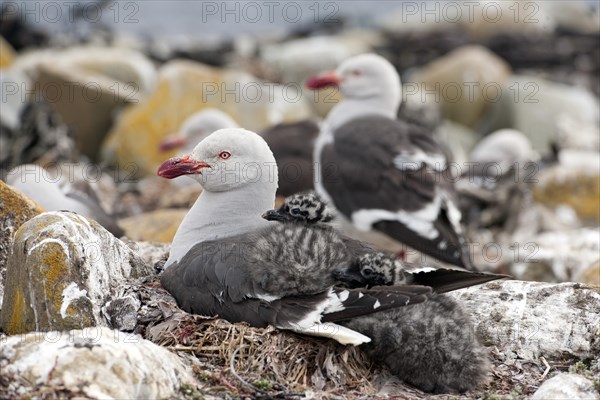 Dolphin gull (Leucophaeus scoresbii) with chick