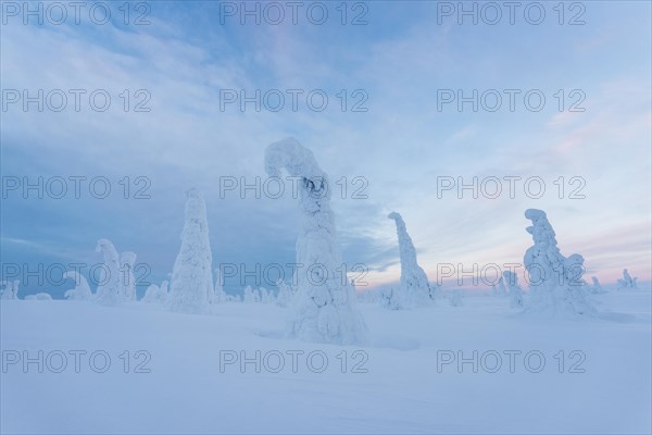 Snow-covered trees