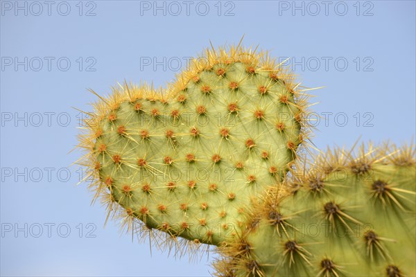 Cactus in heart shape