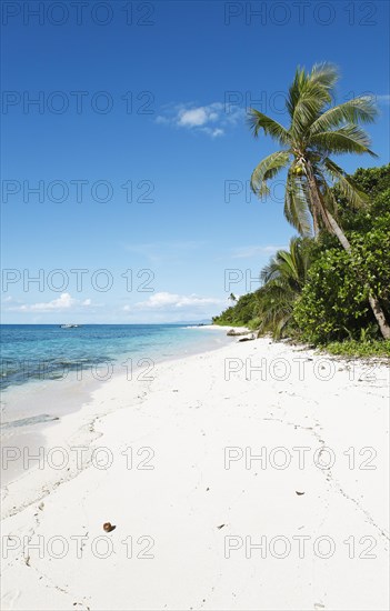 Beach with palm trees