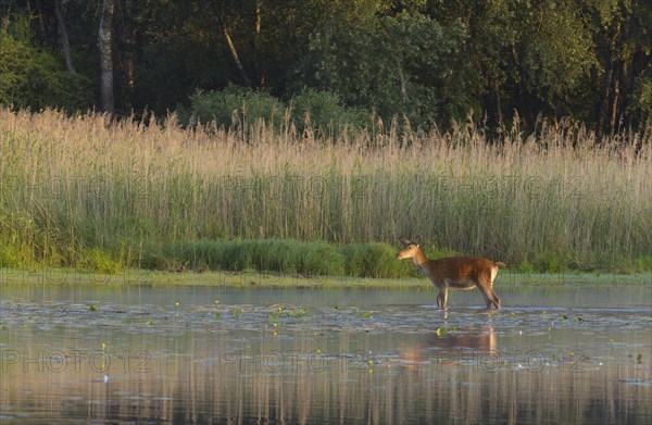 Red deer cow (Cervus elaphus)