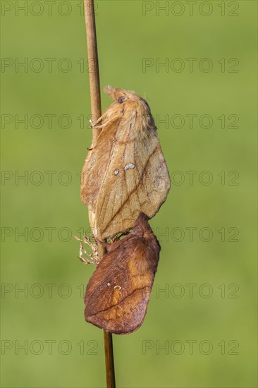 The Drinker moth (Euthrix potatoria)