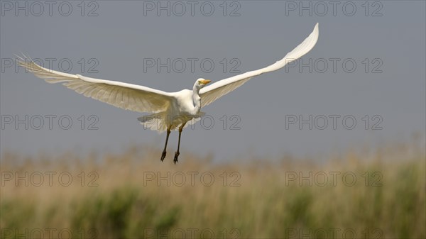 Great Egret (Ardea alba)