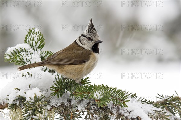 Crested Tit (Parus cristatus)