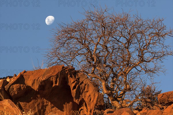 Balsam tree (Commiphora glaucescens) between rocks