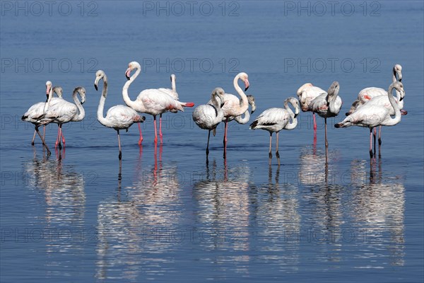 Greater Flamingos (Phoenicopterus roseus)