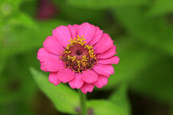 Zinnia (Zinnia elegans)