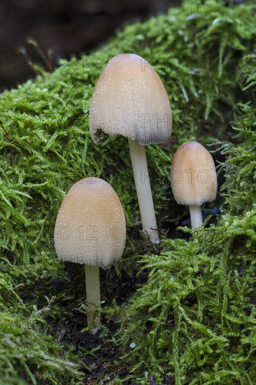 Mica cap (Coprinus micaceus)