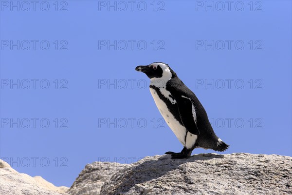 African Penguin (Spheniscus demersus)