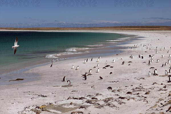 Dolphin gull (Leucophaeus scoresbii) on a beach with gentoo penguins (Pygoscelis papua) and scattered Magellanic penguins (Spheniscus magellanicus)
