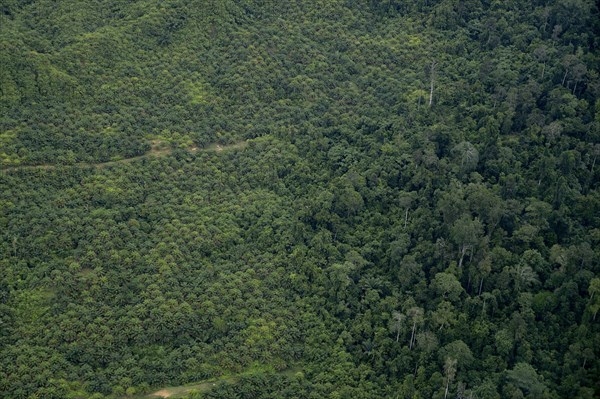 Plantation of oil palms (Elaeis guineensis) for the production of palm oil in the rainforest