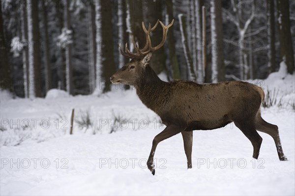 Red Deer (Cervus elaphus)