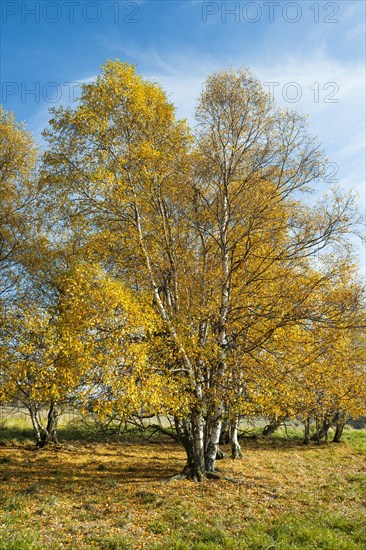 Downy birches (Betula pubescens)