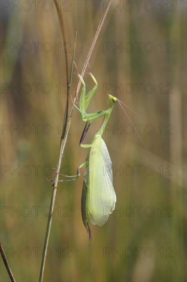 Praying Mantis (Mantis religiosa)