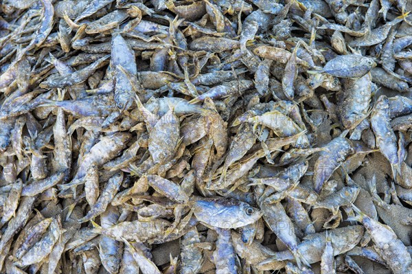 Fish drying on the beach