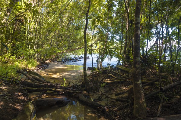 Tropical forest