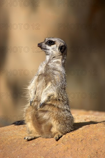 Meerkat (Suricata suricatta)