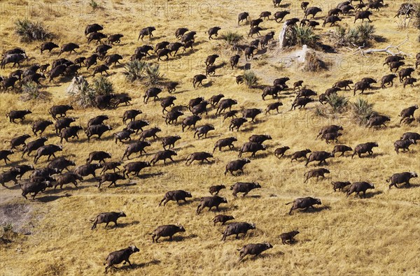 Cape Buffaloes (Syncerus caffer caffer)