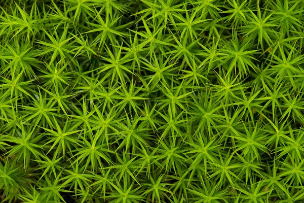 Common haircap moss (Polytrichum commune)