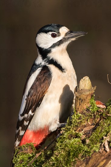 Great Spotted Woodpecker (Dendrocopos major)