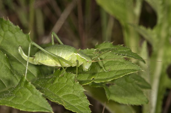 Large Speckled Bush-Cricket (Isophya pyrenea)