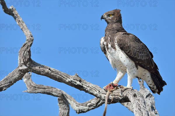 Martial Eagle (Polemaetus bellicosus)