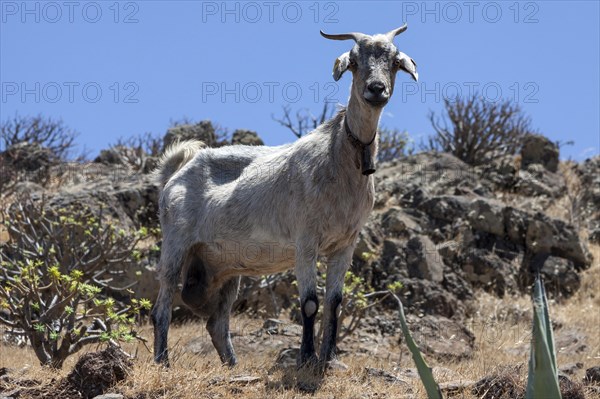 Canary Island Goat (Capra) standing in typical Canarian vegetation near Arure