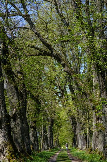 Kurfurstenallee