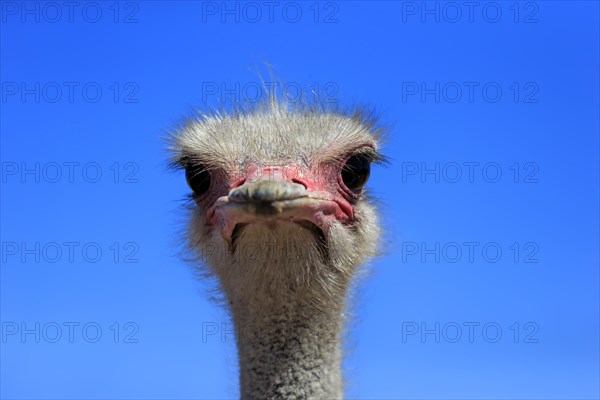 Southern Ostrich (Struthio camelus australis)