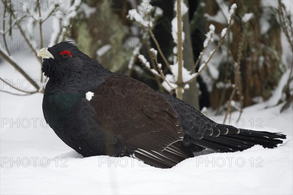Capercaillie (Tetrao urogallus) in the snow