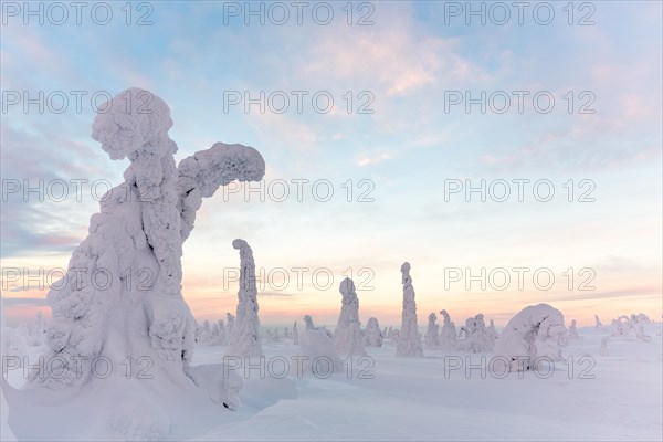 Snow-covered spruce trees