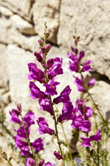 Snapdragon (Antirrhinum sp.) against stone wall