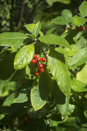 Coffee plant (Coffea)