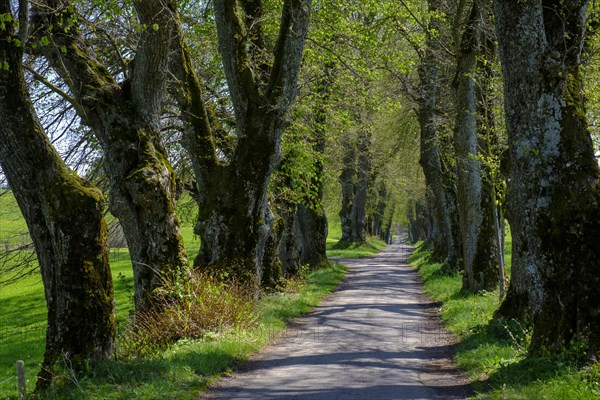 Kurfurstenallee