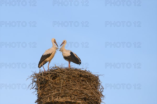 Two young white storks (Ciconia ciconia) on the nest