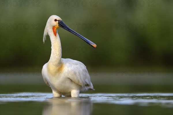 Eurasian Spoonbill or Common Spoonbill (Platalea leucorodia)