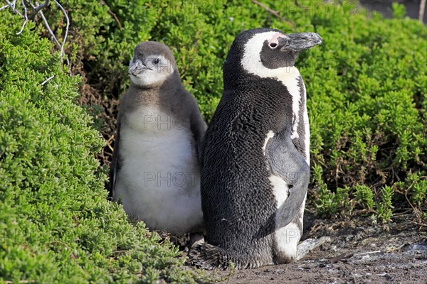 Jackass Penguins or African Penguins (Spheniscus demersus)